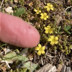 Oxalis sp. (Wood Sorrel) at Wamboin, NSW - 12 Sep 2023 by Komidar