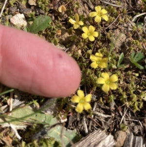 Oxalis sp. at Wamboin, NSW - 12 Sep 2023