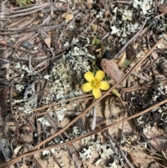 Oxalis sp. at Wamboin, NSW - 12 Sep 2023 01:44 PM