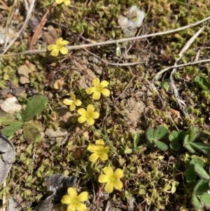 Oxalis sp. at Wamboin, NSW - 12 Sep 2023 01:44 PM