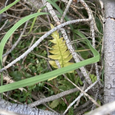 Blechnum sp. (A Hard Fern) at Wamboin, NSW - 12 Sep 2023 by Komidar