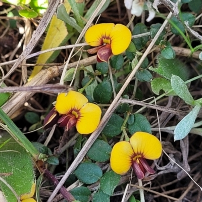 Bossiaea buxifolia (Matted Bossiaea) at Lyneham, ACT - 15 Sep 2023 by trevorpreston