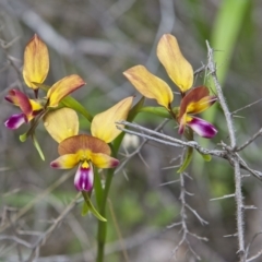 Diuris jonesii at Yallingup, WA - 24 Aug 2023 by Trevor