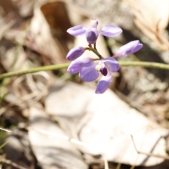 Comesperma volubile (Love Creeper) at Wanniassa Hill - 15 Sep 2023 by pixelnips