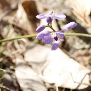 Comesperma volubile at Fadden, ACT - 15 Sep 2023