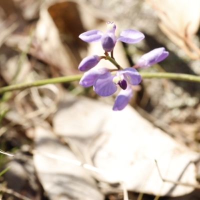 Comesperma volubile (Love Creeper) at Wanniassa Hill - 15 Sep 2023 by pixelnips