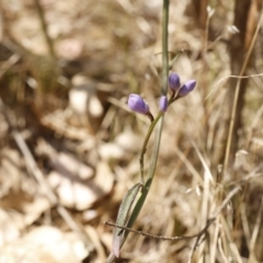 Comesperma volubile at Fadden, ACT - 15 Sep 2023