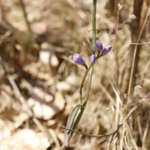 Comesperma volubile at Fadden, ACT - 15 Sep 2023 01:54 PM