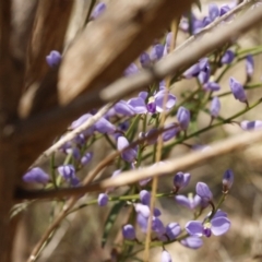 Comesperma volubile at Fadden, ACT - 15 Sep 2023 01:54 PM