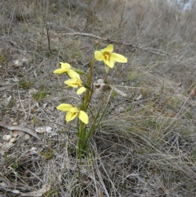 Diuris chryseopsis (Golden Moth) at Boro - 12 Sep 2023 by Paul4K