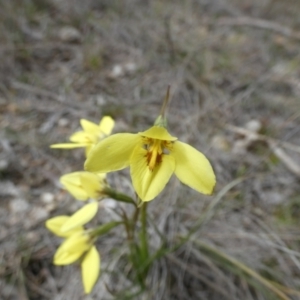 Diuris chryseopsis at Borough, NSW - 12 Sep 2023