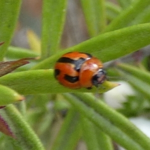 Peltoschema festiva at Borough, NSW - suppressed