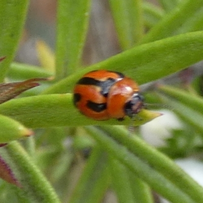 Peltoschema festiva (Leaf Beetle) at QPRC LGA - 12 Sep 2023 by Paul4K