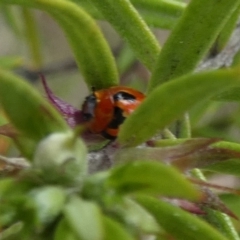 Peltoschema festiva at Borough, NSW - suppressed