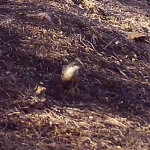 Cormobates leucophaea at Borough, NSW - 13 Sep 2023