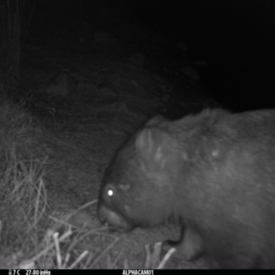 Vombatus ursinus (Common wombat, Bare-nosed Wombat) at Borough, NSW - 13 Sep 2023 by Paul4K