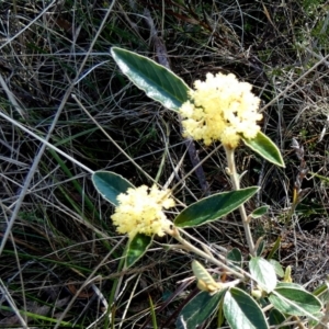 Pomaderris intermedia at Borough, NSW - suppressed