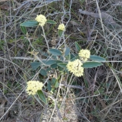 Pomaderris intermedia at Borough, NSW - suppressed