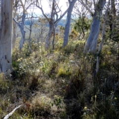 Pomaderris intermedia at Borough, NSW - suppressed