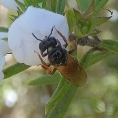 Exoneura sp. (genus) (A reed bee) at QPRC LGA - 12 Sep 2023 by Paul4K