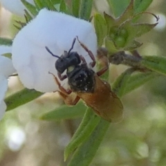 Exoneura sp. (genus) (A reed bee) at Borough, NSW - 12 Sep 2023 by Paul4K