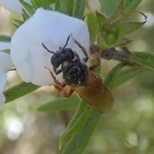 Exoneura sp. (genus) at Borough, NSW - 13 Sep 2023