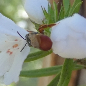 Exoneura sp. (genus) at Borough, NSW - 13 Sep 2023