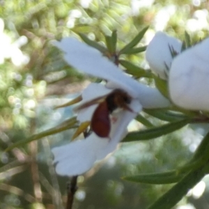 Exoneura sp. (genus) at Borough, NSW - 13 Sep 2023