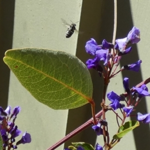 Lasioglossum (Chilalictus) sp. (genus & subgenus) at Borough, NSW - 13 Sep 2023