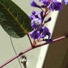 Lasioglossum (Chilalictus) sp. (genus & subgenus) at Borough, NSW - 13 Sep 2023