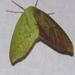 Arhodia lasiocamparia (Pink Arhodia) at Sheldon, QLD - 4 Aug 2007 by PJH123