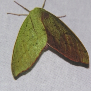 Arhodia lasiocamparia at Sheldon, QLD - suppressed