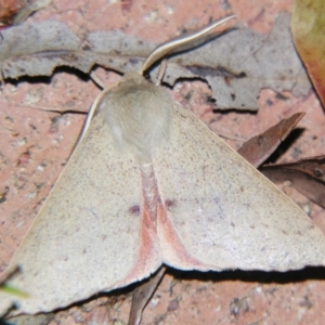 Arhodia lasiocamparia at Sheldon, QLD - 4 Aug 2007