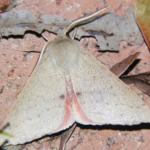 Arhodia lasiocamparia at Sheldon, QLD - suppressed
