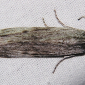 Capusa (genus) at Sheldon, QLD - 4 Aug 2007