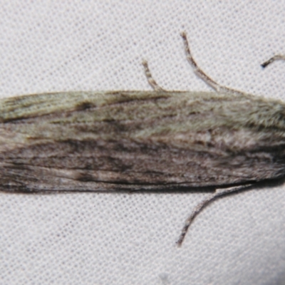 Capusa (genus) (Wedge moth) at Sheldon, QLD - 4 Aug 2007 by PJH123