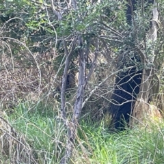 Wallabia bicolor (Swamp Wallaby) at Flea Bog Flat, Bruce - 15 Sep 2023 by JVR