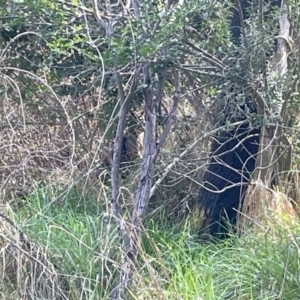 Wallabia bicolor at Bruce, ACT - 15 Sep 2023