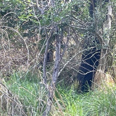 Wallabia bicolor (Swamp Wallaby) at Bruce Ridge to Gossan Hill - 15 Sep 2023 by JVR