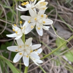 Wurmbea dioica subsp. dioica (Early Nancy) at Bruce Ridge to Gossan Hill - 15 Sep 2023 by JVR