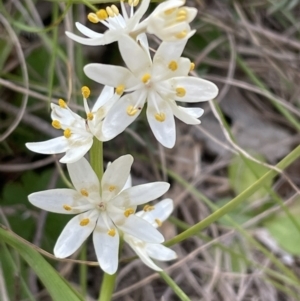 Wurmbea dioica subsp. dioica at Bruce, ACT - 15 Sep 2023