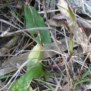 Chiloglottis formicifera at suppressed - 14 Sep 2023