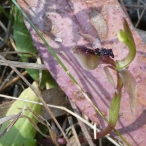 Chiloglottis formicifera at suppressed - 14 Sep 2023