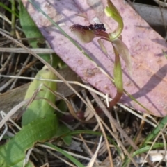 Chiloglottis formicifera at suppressed - 14 Sep 2023