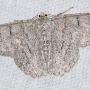 Crypsiphona ocultaria at Sheldon, QLD - suppressed