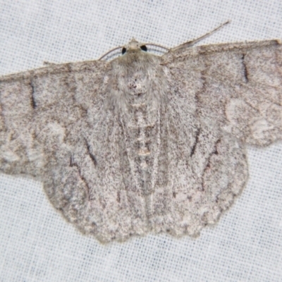 Crypsiphona ocultaria (Red-lined Looper Moth) at Sheldon, QLD - 4 Aug 2007 by PJH123