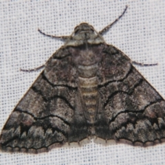 Dysbatus singularis (Dry-country Line-moth) at Sheldon, QLD - 4 Aug 2007 by PJH123