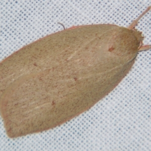 Euchaetis (genus) at Sheldon, QLD - 4 Aug 2007