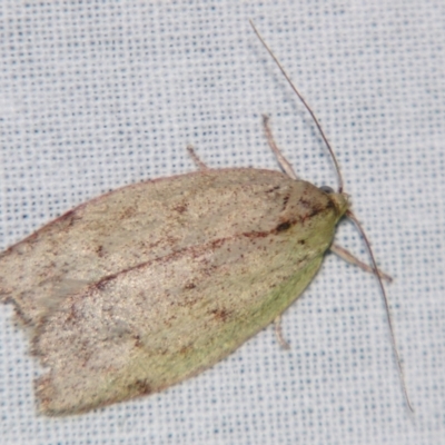 Euchaetis (genus) (A Concealer moth (Wingia Group, subgroup 11)) at Sheldon, QLD - 4 Aug 2007 by PJH123