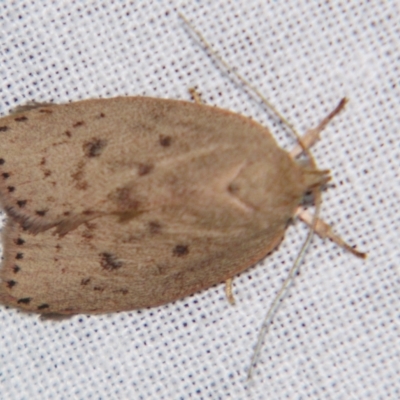 Garrha leucerythra (A concealer moth) at Sheldon, QLD - 4 Aug 2007 by PJH123